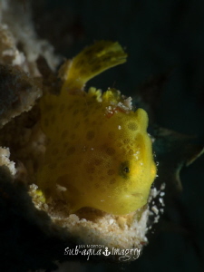 Snoot lit Juvenile Yellow Frogfish by Jan Morton 